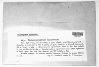 Sphaerographium squarrosum image